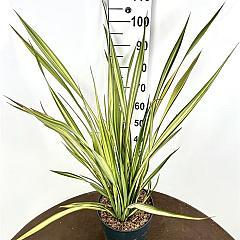 Phormium 'Apricot Queen'