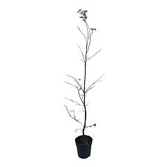 Carpinus betulus