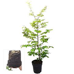 Carpinus betulus