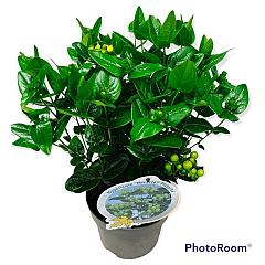 Hypericum 'Miracle Pistache'