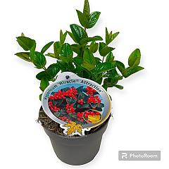 Hypericum 'Miracle Attraction'®