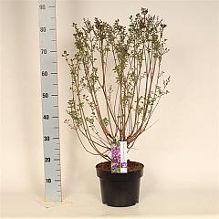 Syringa chinensis 'Dark Purple'