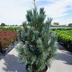 Pinus flexilis 'Vanderwolf's Pyramid'