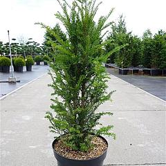 Taxus baccata