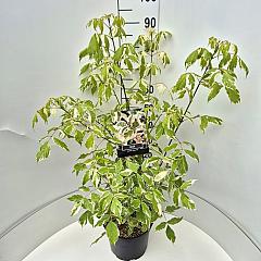 Acer negundo 'Variegatum'