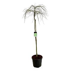 Acer pal. 'Dissectum'
