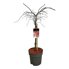 Acer pal. 'Garnet'