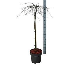 Acer pal. 'Orangeola'