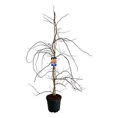 Acer pseudosieboldianum 'Ice Dragon'®