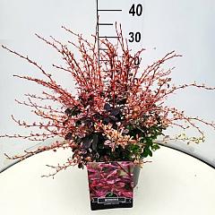 Berberis thunb. 'Rose Glow'