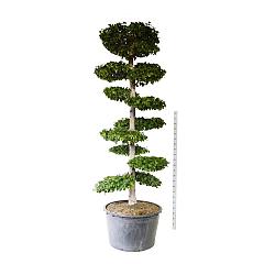 Carpinus betulus