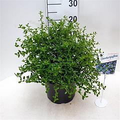Ceanothus thyrs. repens