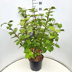 Cornus alba 'Sibirica'