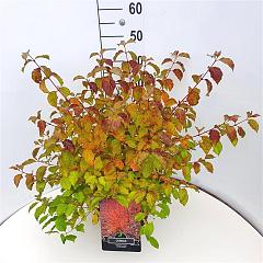 Cornus sang. 'Anny's Winter Orange'