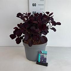 Cotinus cog. 'Royal Purple'