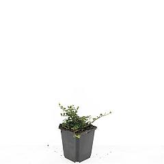 Cotoneaster pr. 'Streib's Findling'