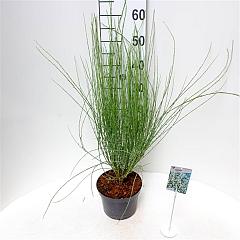 Cytisus praecox 'Albus'