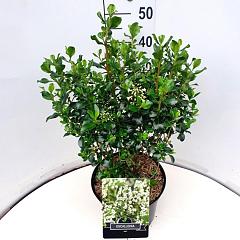 Escallonia 'Iveyi'
