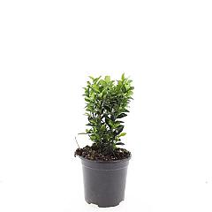 Euonymus jap. 'Green Spire'