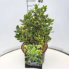 Euonymus jap. 'Ovatus Aureus'