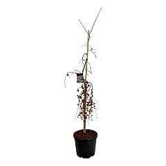 Fagus syl. 'Purple Fountain'