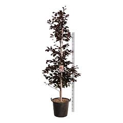 Fagus syl. 'Riversii'