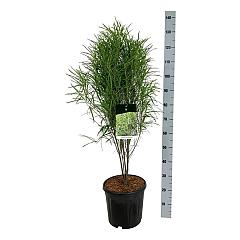Frangula alnus Fine Line