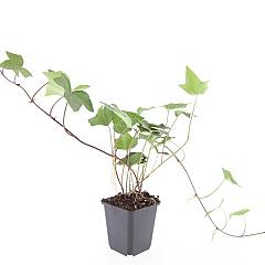 Hedera alg. 'Montgomery'