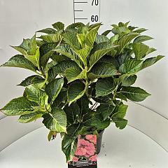 Hydrangea m. 'Mariesii Perfecta'