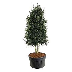 Ilex aquipernyi Dragon Lady