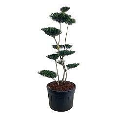 Ilex crenata 'Green Hedge'