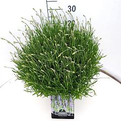 Lavandula ang. 'Munstead'