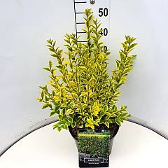 Ligustrum oval. 'Aureum'