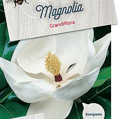 Magnolia grand. 'Little Gem'