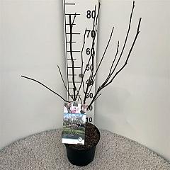 Magnolia soulangeana