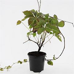 Parthenocissus quinquefolia