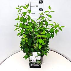Philadelphus 'Virginal'