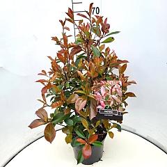Photinia fraseri 'Red Robin'