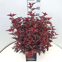 Physocarpus opulif. 'All Black' (R)