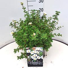 Potentilla f. 'Abbotswood'