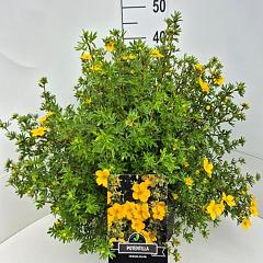 Potentilla f. 'Goldfinger'