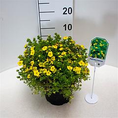 Potentilla f. 'Kobold'