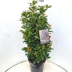 Prunus l. 'Bonaparte'