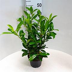Prunus l. 'Caucasica'