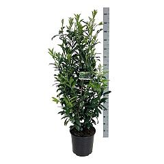 Prunus l. 'Caucasica'