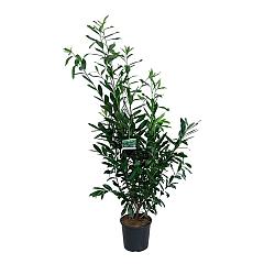 Prunus l. 'Caucasica'