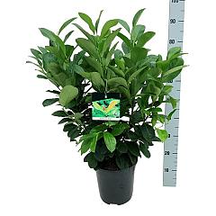 Prunus l. 'Etna'