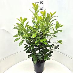 Prunus l. 'Novita'