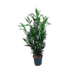Prunus l. Renault Ace