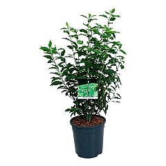 Prunus lusitanica 'Angustifolia'